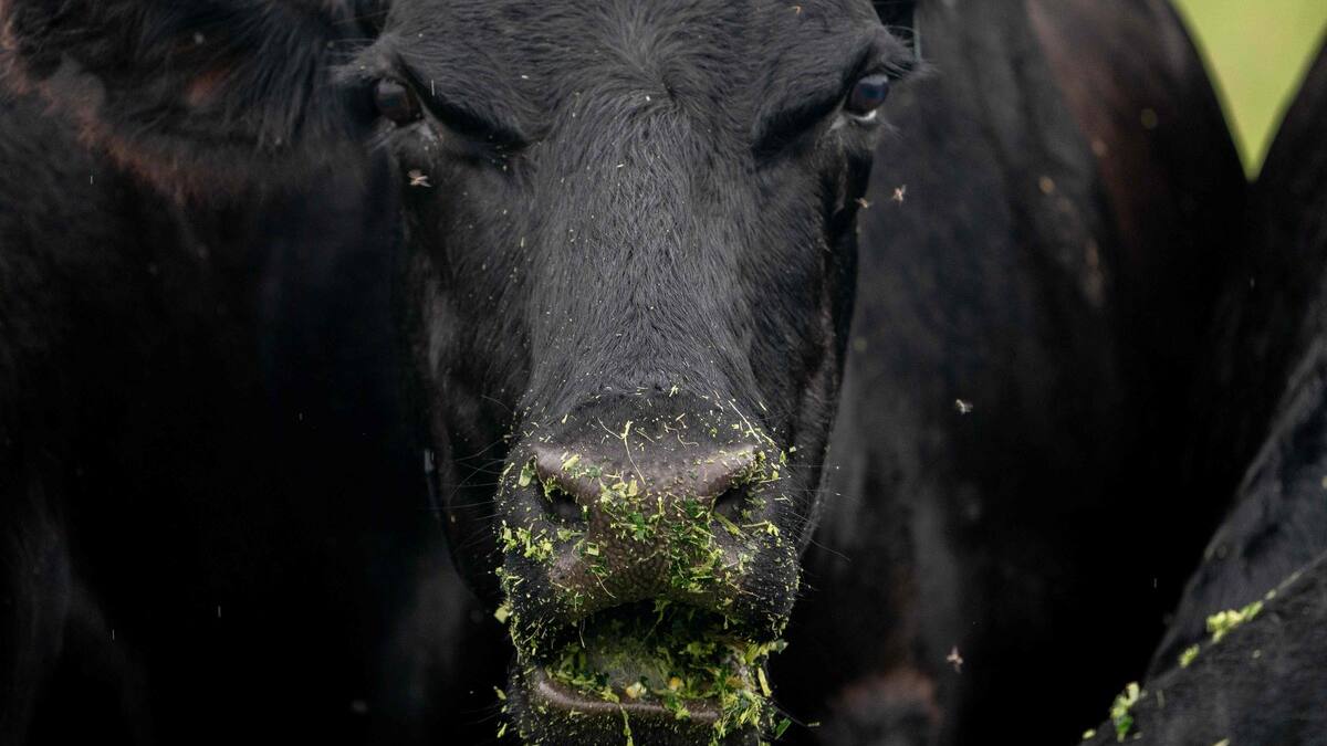 Grippe aviaire: découverte du virus H5N1 dans du lait aux États-Unis