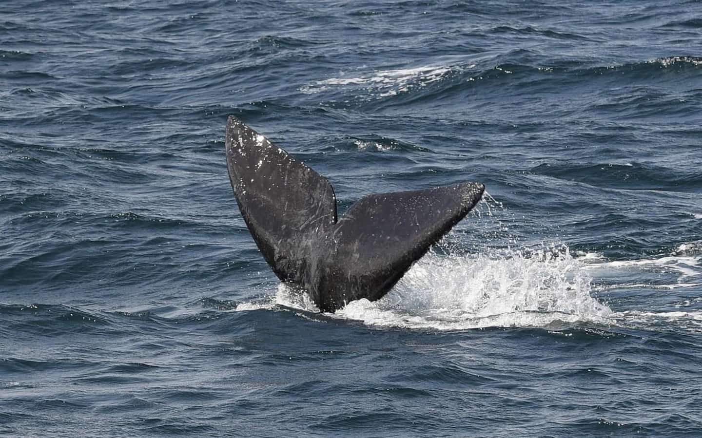 Les baleines noires de l’Atlantique Nord en voie d’extinction