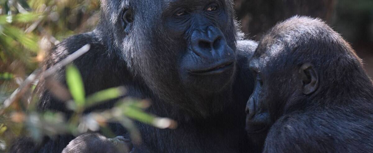 More gorillas in Rwanda? More gorillas in Rwanda?