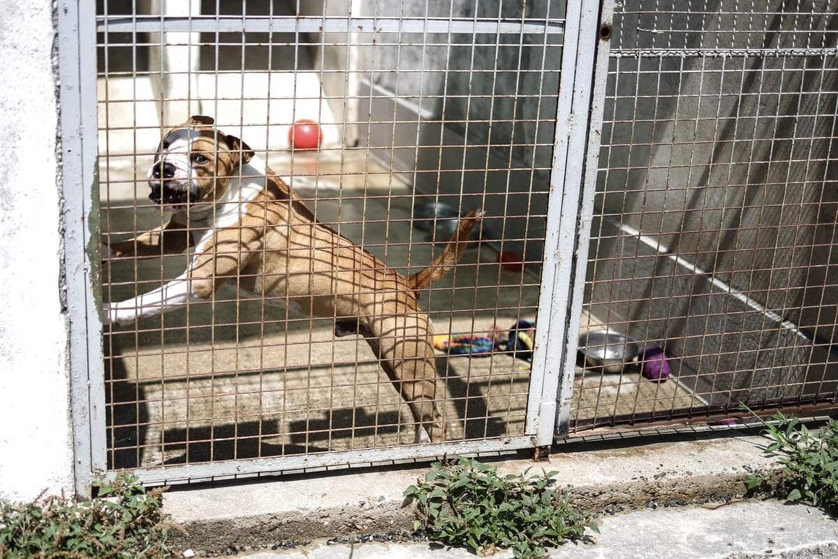 Un chien laiss&eacute; sans nourriture dans une cage dans la voiture