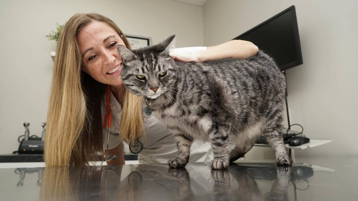 Le Degriffage Des Chats Doit Etre Interdit Au Quebec Selon La Spca 24 Heures Le Degriffage Des Chats Doit Etre Interdit Au Quebec Selon La Spca 24 Heures