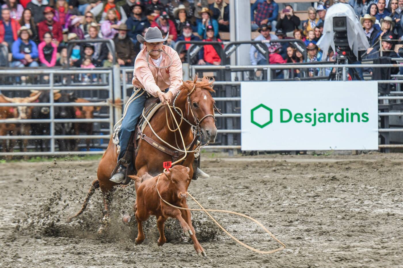 Western Rodeas La Cour d’appel du Québec tranche en faveur du Festival western de St ...