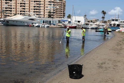 Spain: Asphyxiated by nitrates, the Lesser Sea spits out thousands of dead fish