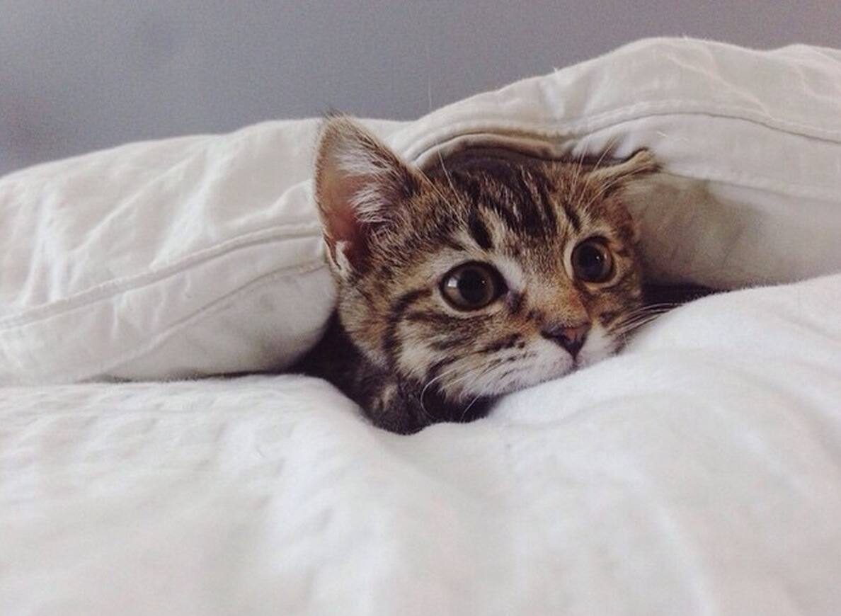 12 Trucs Efficaces Pour Empecher Votre Chat D Uriner En Dehors De Sa Litiere Le Sac De Chips