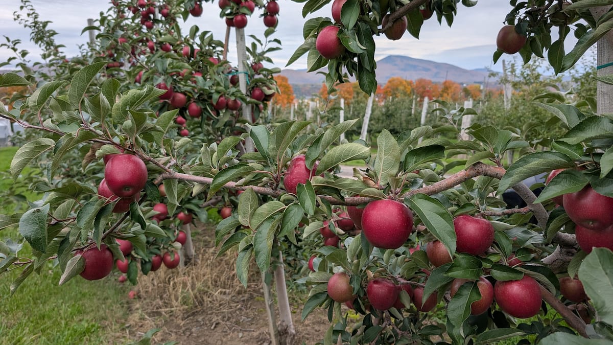 Une nouvelle variété de pommes développée à l’île d’Orléans fait son entrée chez Metro et dans les Costco de Québec et Rimouski
