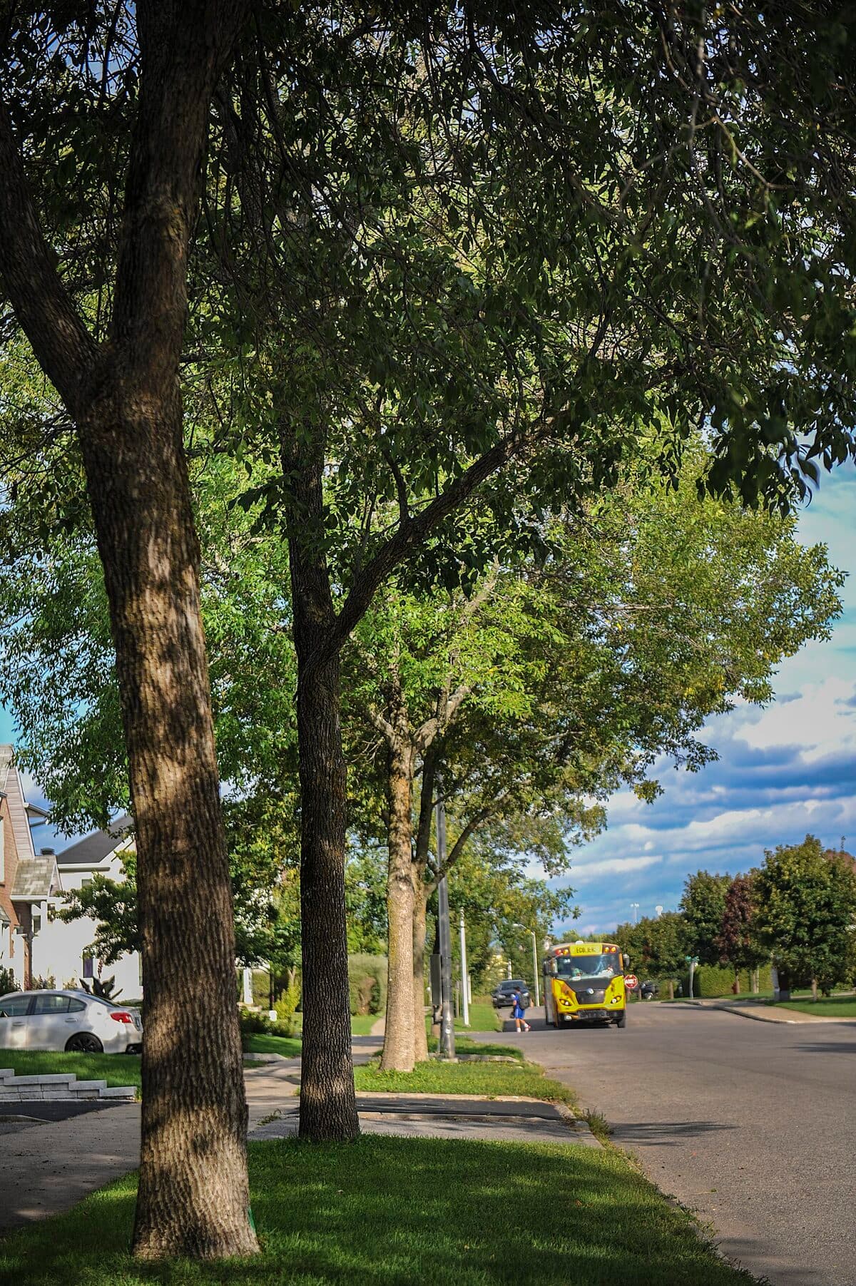 «On prend beaucoup soin des fleurs et des plantes qui reviennent chaque année, mais peu des arbres»