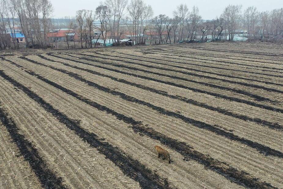 Image principale de l'article Un tigre de Sibérie terrorise un village