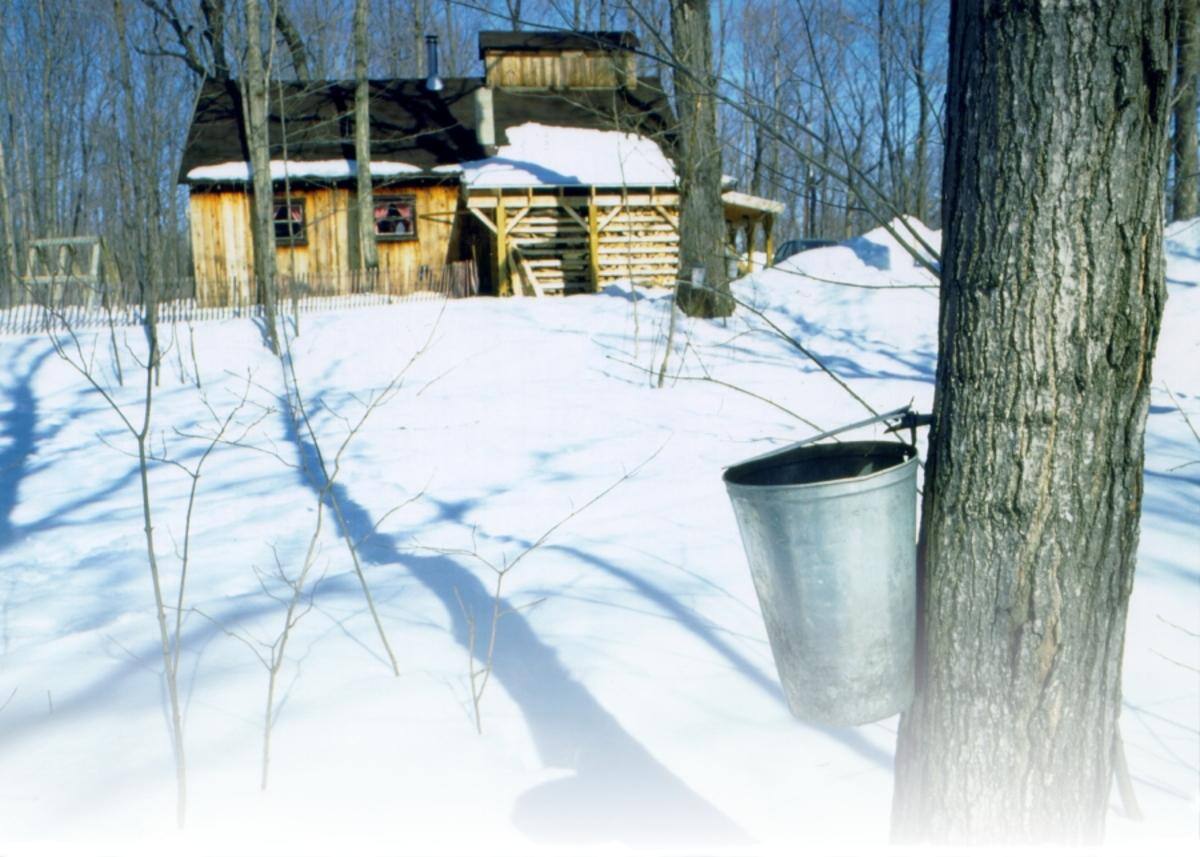 Le temps des sucres officiellement reconnu comme patrimoine du Québec ...