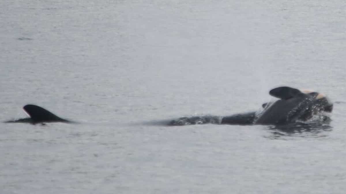 Une orque observée portant son baleineau mort dans le Pacifique | JDM