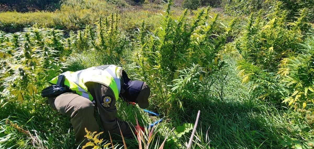 Expression Couper L Herbe Sous Le Pied