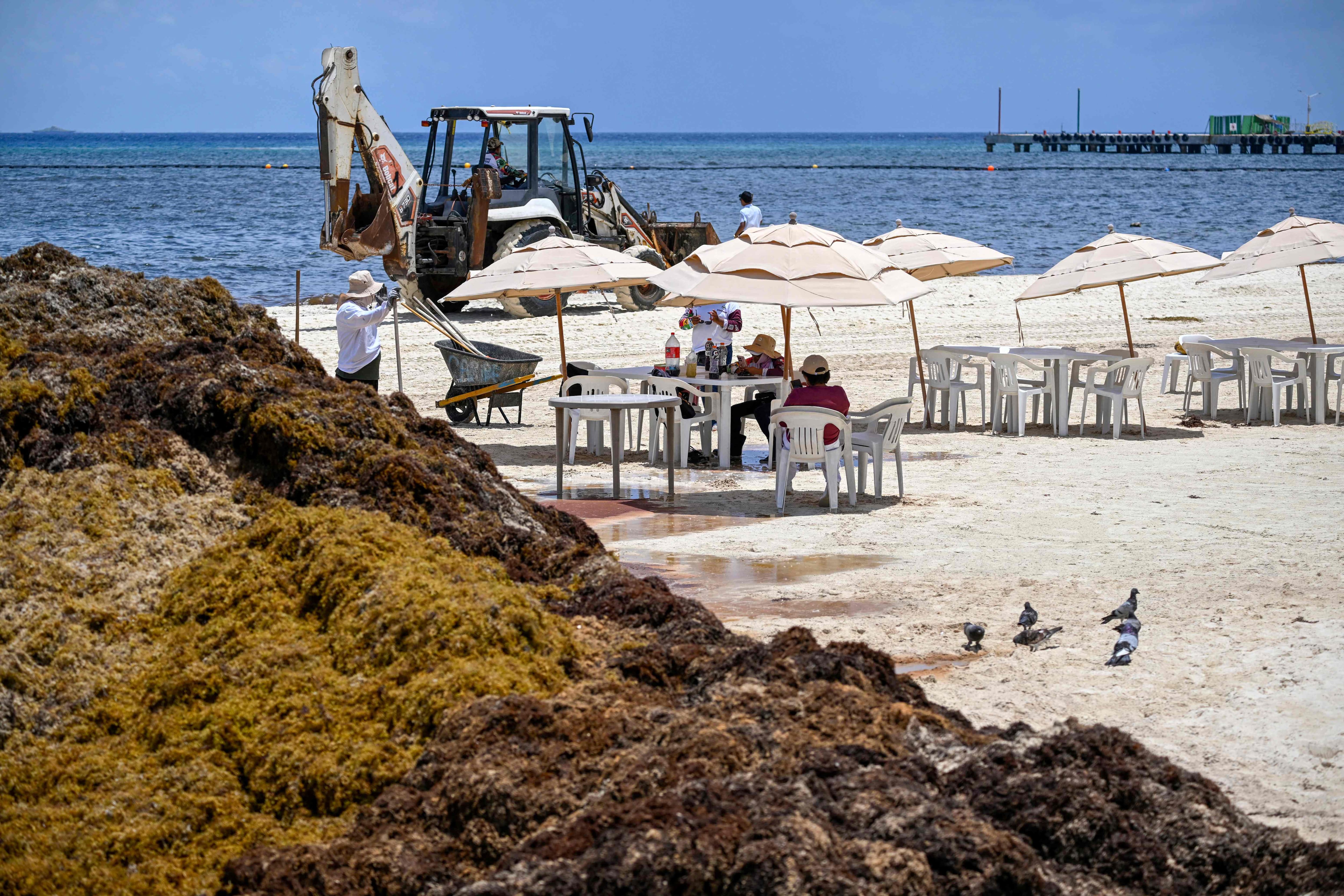 EN IMAGES | Plages désertes et «odeur insupportable»: le Mexique lutte contre les sargasses