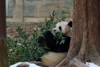 En imágenes | Al igual que Trump, los pandas están de vuelta en Washington