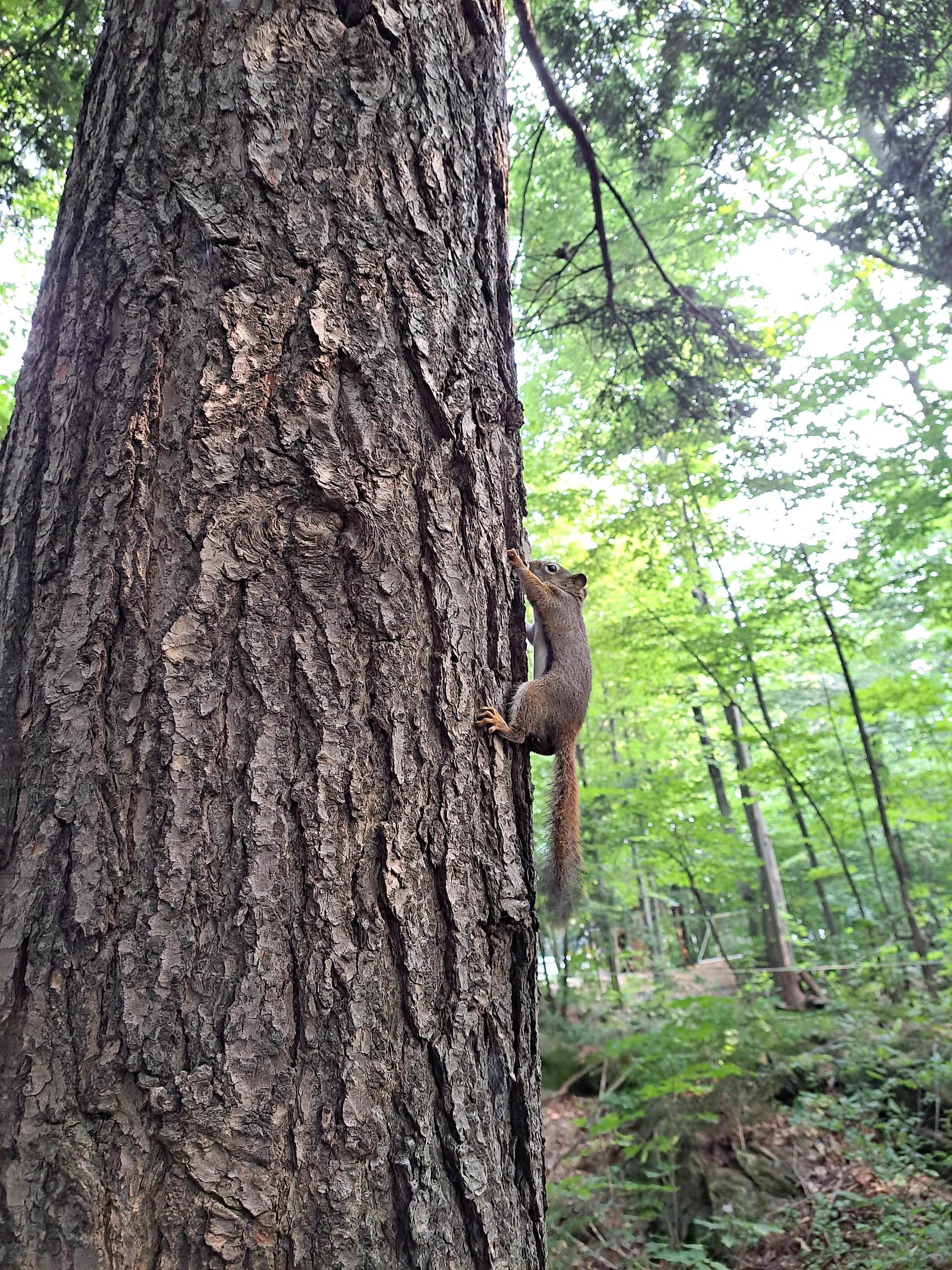 Un jeune écureuil roux qui retourne à la nature après plusieurs mois de réhabilitation. 

PHOTO FOURNIE PAR France Carbonneau