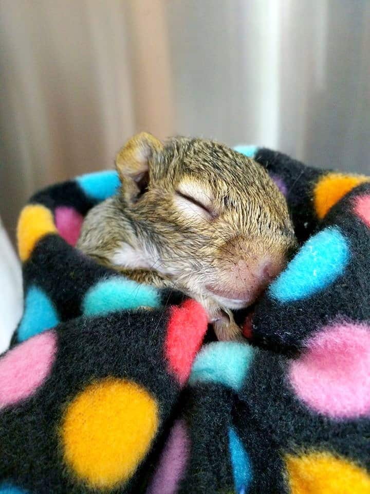 Un autre petit écureuil qui a été réhabilité par France Carbonneau et qui a été reintégré dans une forêt.



PHOTO FOURNIE PAR France Carbonneau