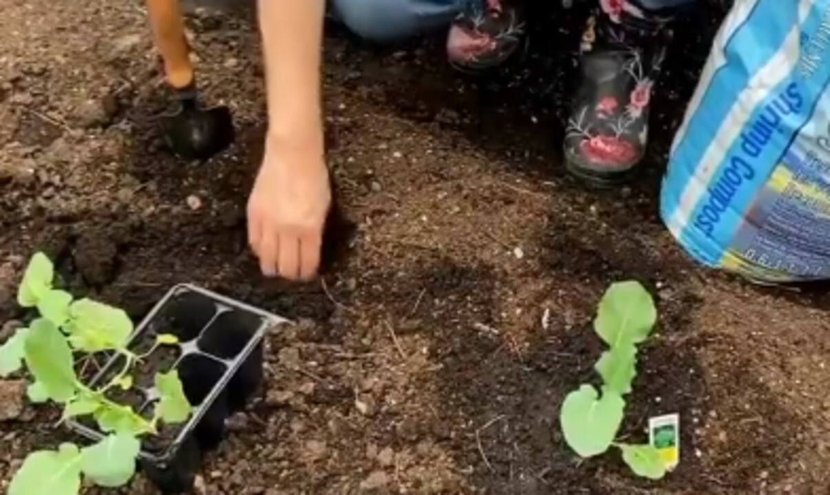 Potager à la maison : quoi faire en mai