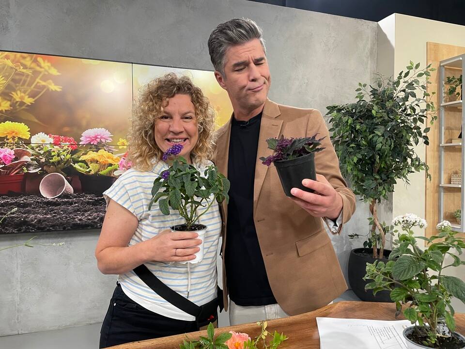 Jardin olfactif : pour éveiller vos sens 