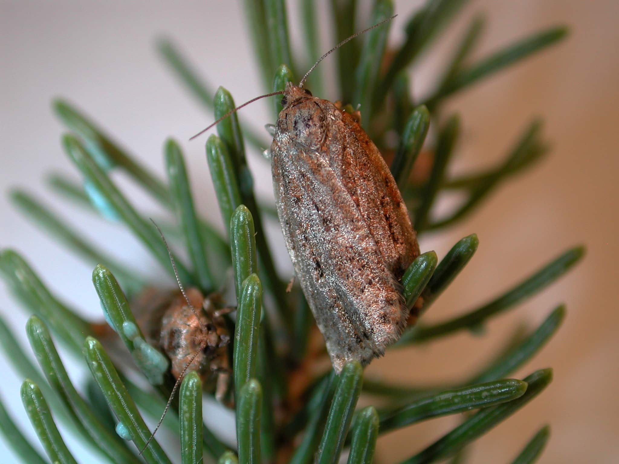 À l’état de papillon, la tordeuse des bourgeons de l’épinette n’est plus un danger, mais ses œufs provoqueront des désastres au printemps suivant.