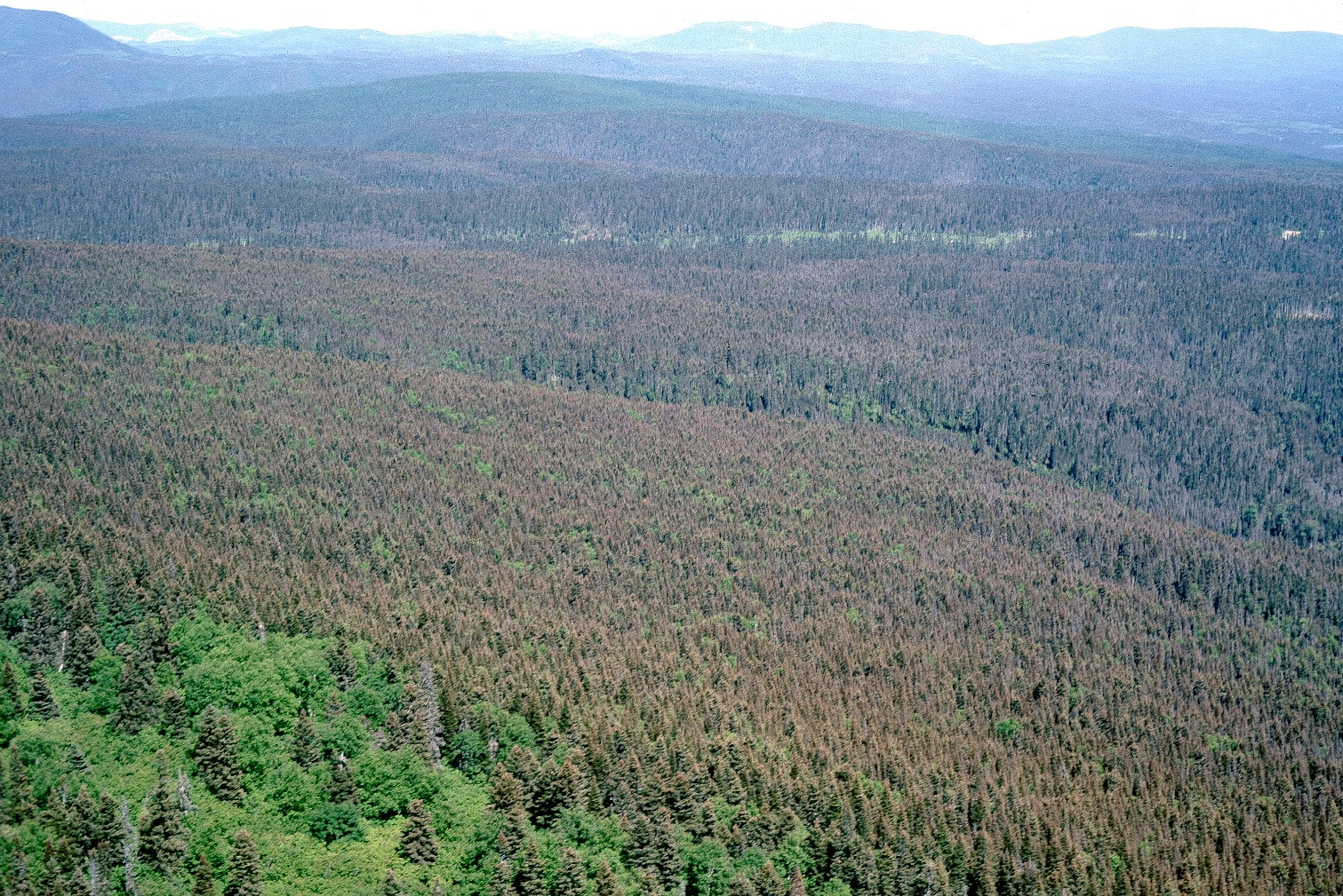 Une forêt québécoise ravagée par la tordeuse des bourgeons de l’épinette.