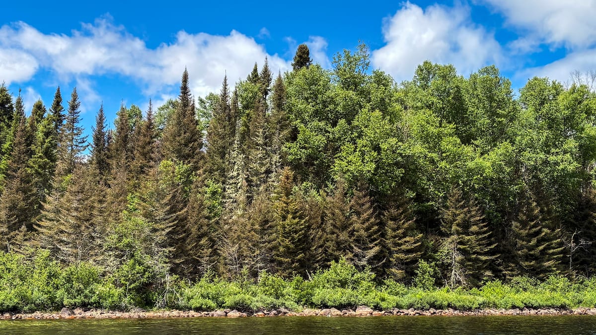 Le Québec subit sa pire épidémie de tordeuses d’épinette en 50 ans