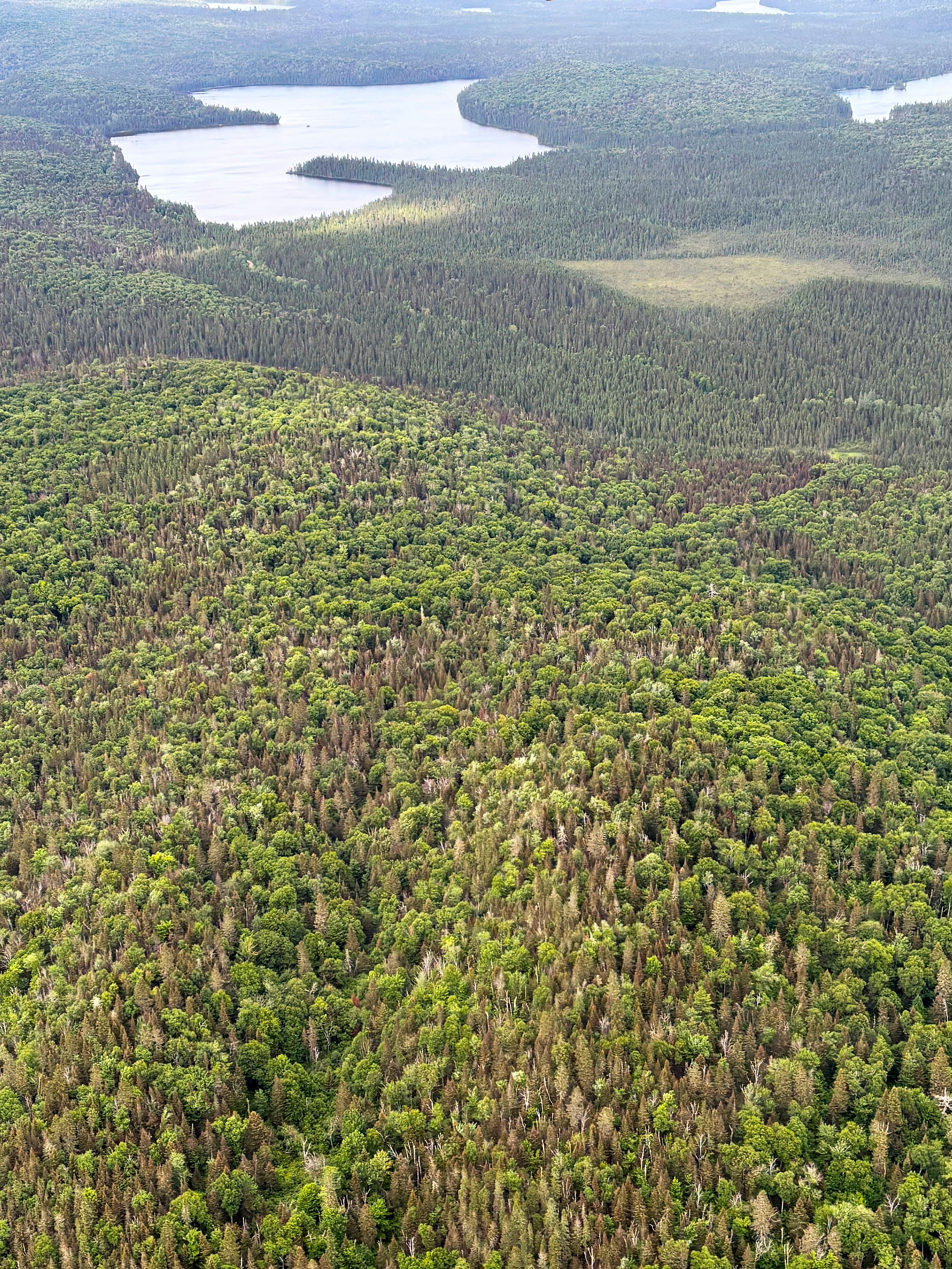 La tordeuse des bourgeons de l’épinette fait des ravages dans les forêts québécoises, cet été, comme en témoignent des photos aériennes prises au nord de la région de Lanaudière le dimanche 19 juillet 2026.