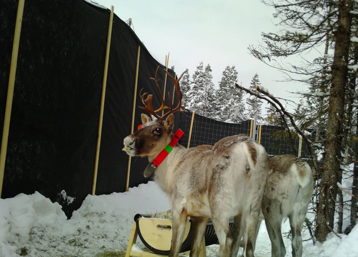 Caribous: la mise en enclos n&rsquo;est &laquo;pas une solution viable&raquo;, selon des biologistes