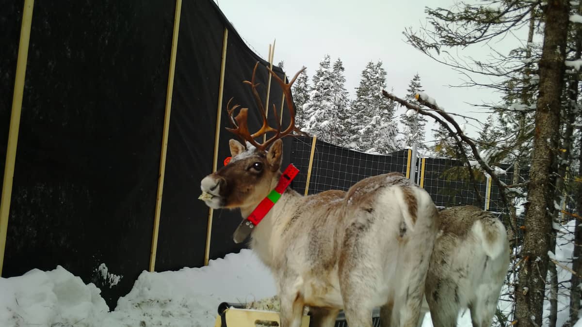 Caribous: la mise en enclos n’est «pas une solution viable», selon des biologistes