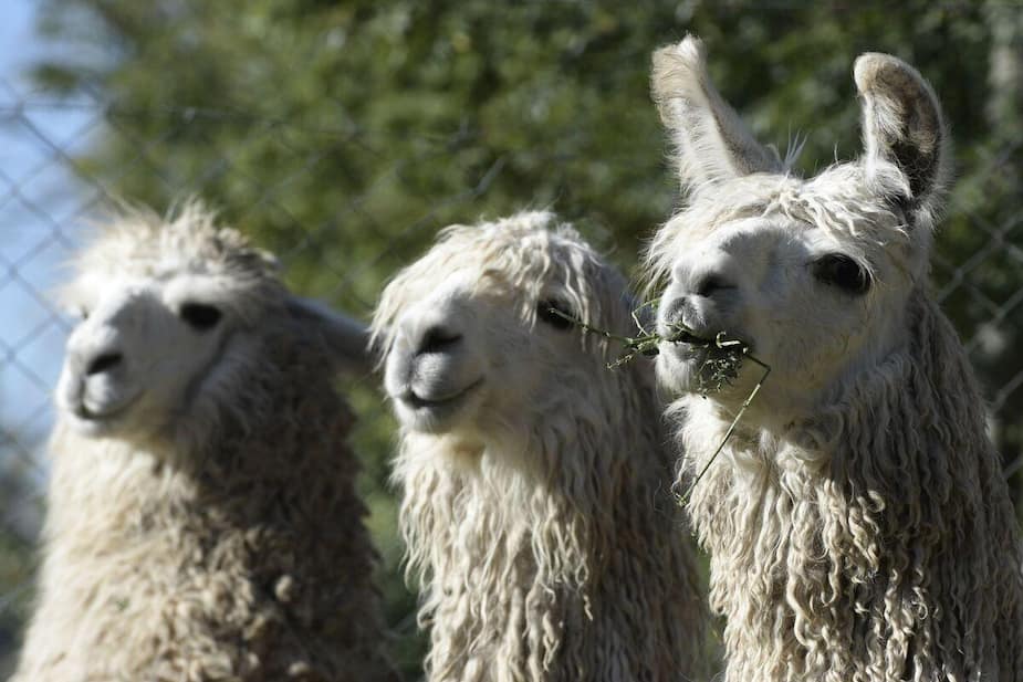 Les lamas et leur anticorps pourraient être la solution contre la Covid-19