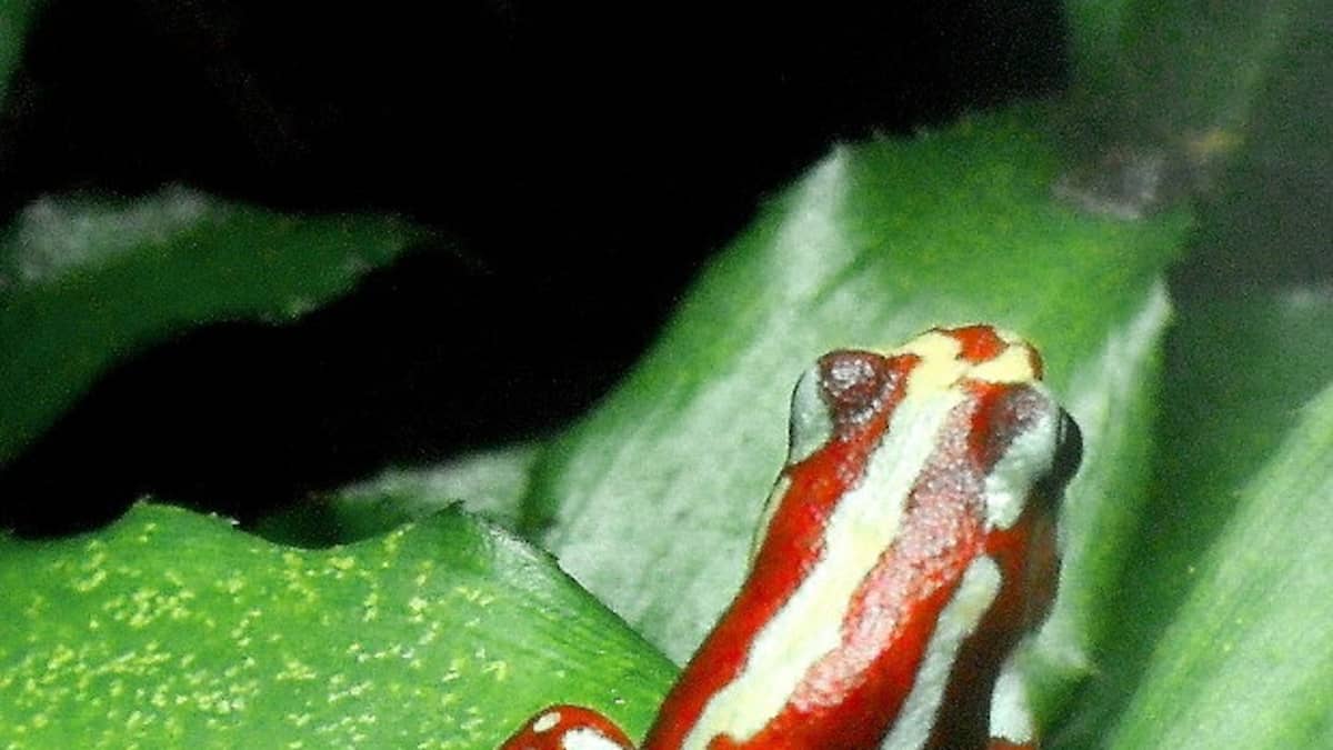 Deux ans après la mort d'Alexeï Navalny, l'Europe accuse Moscou de l'avoir empoisonné avec un venin de grenouille rare et violent