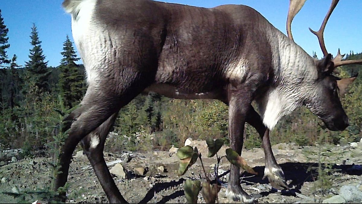 Steven Guilbeault, empêchez le gouvernement du Québec de laisser disparaître les derniers caribous!