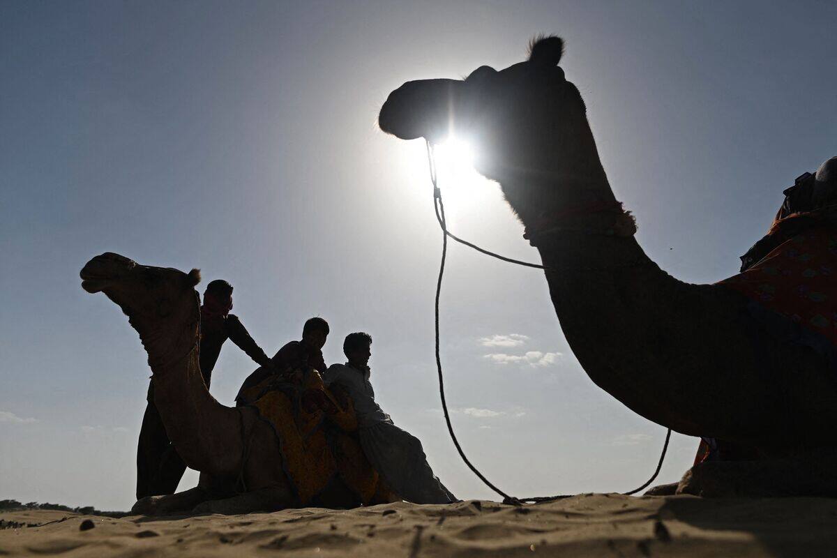 Des chameaux botox&eacute;s exclus d&rsquo;un concours de beaut&eacute; en Arabie saoudite