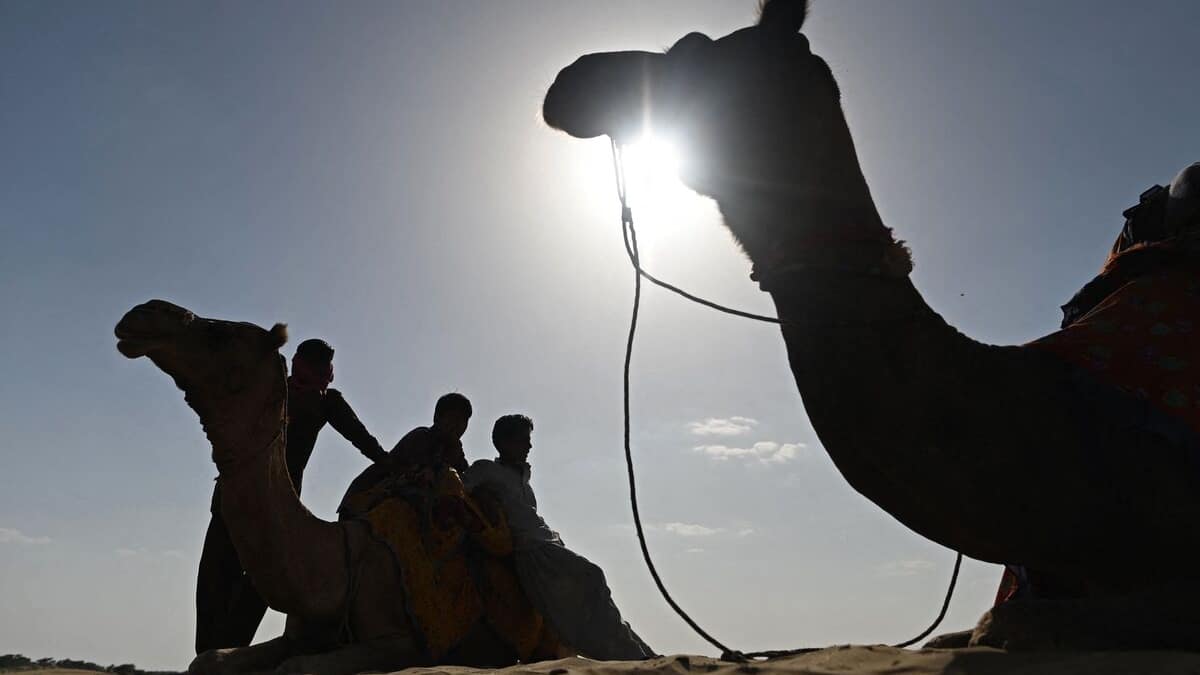 Des chameaux botoxés exclus d’un concours de beauté en Arabie saoudite