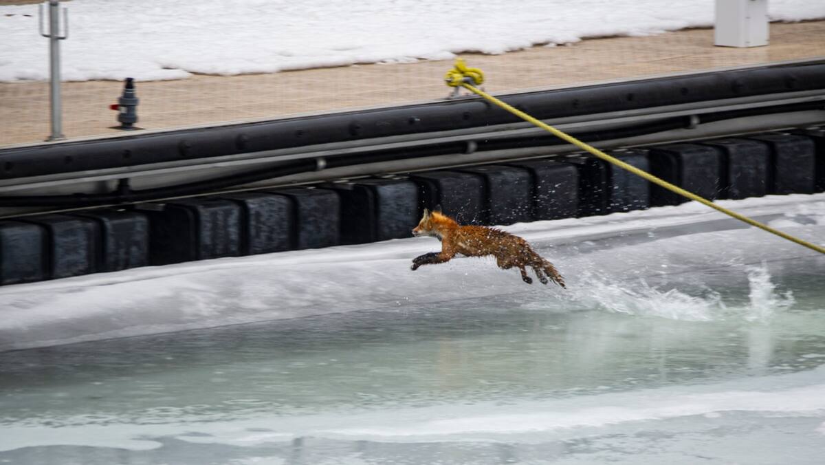 9 fois où le Québec a été ému (ou terrifié) par des animaux