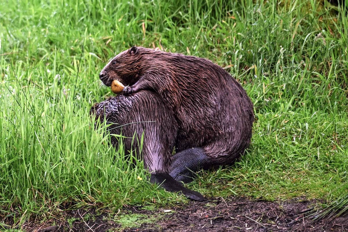Les &Eacute;cossais se chicanent &agrave; cause des castors