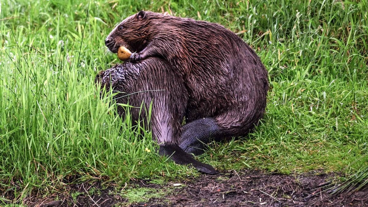 Les Écossais se chicanent à cause des castors