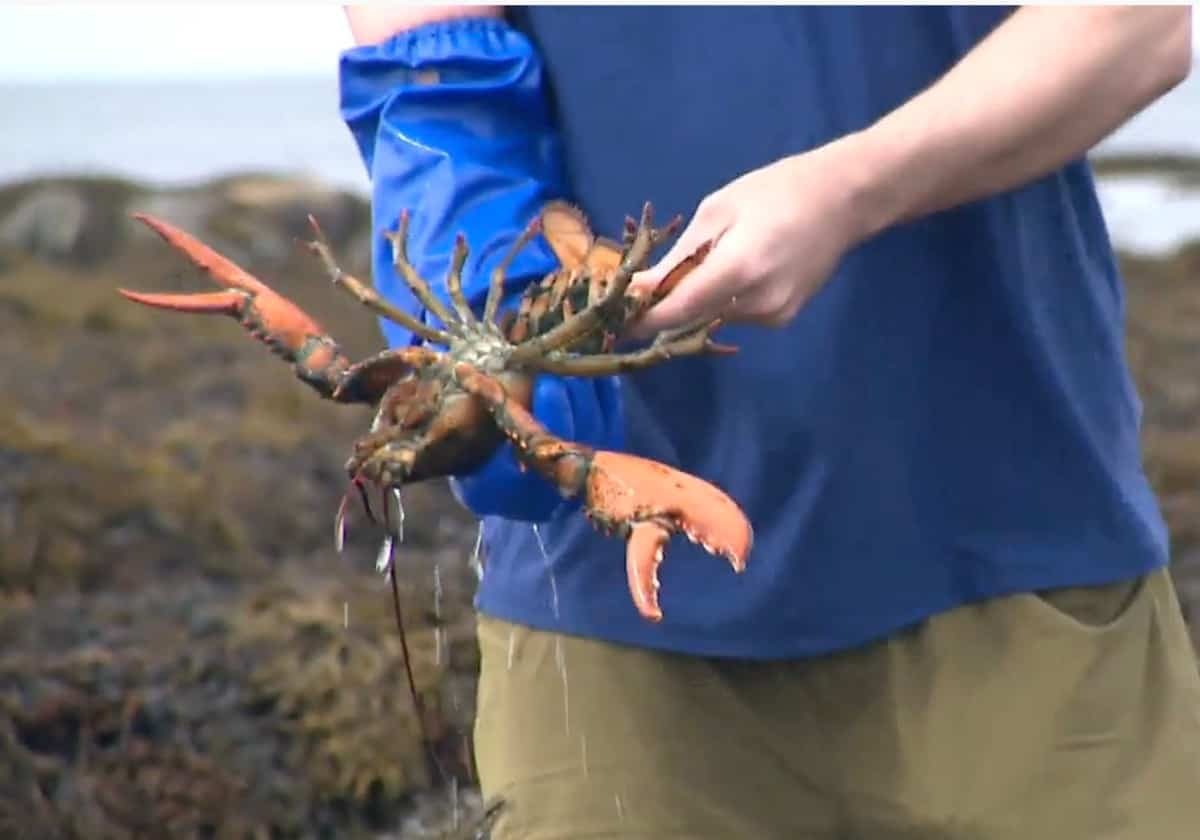 L'abondance de homards sur certaines plages fait exploser la p&ecirc;che ill&eacute;gale