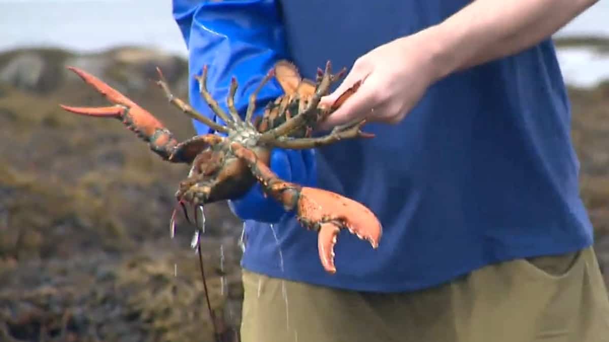 L'abondance de homards sur certaines plages fait exploser la pêche illégale