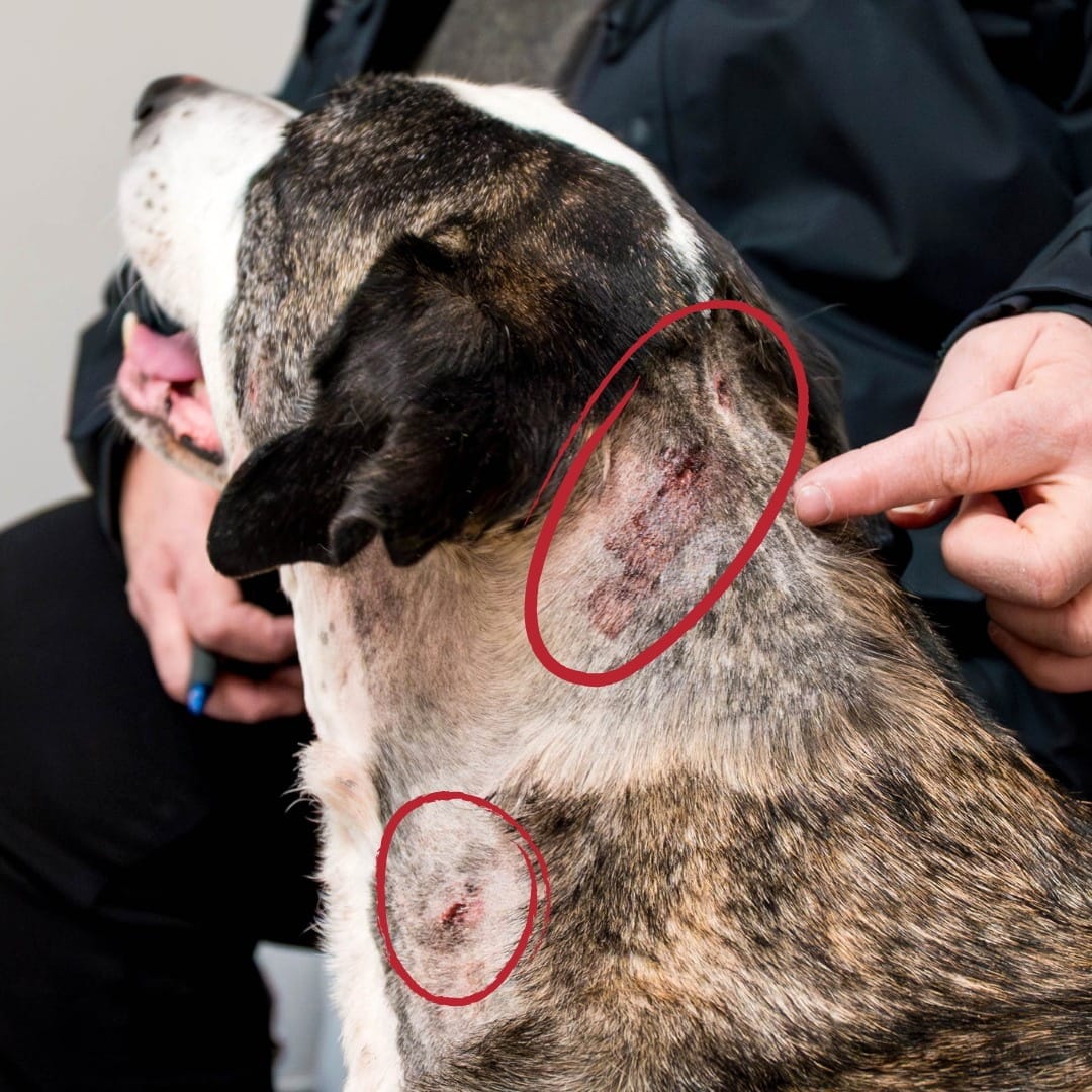 Un chien baignant dans son sang au bord d’une route de campagne en Gaspésie a été sauvé par une bonne samaritaine puis par deux agentes de la SPCA.