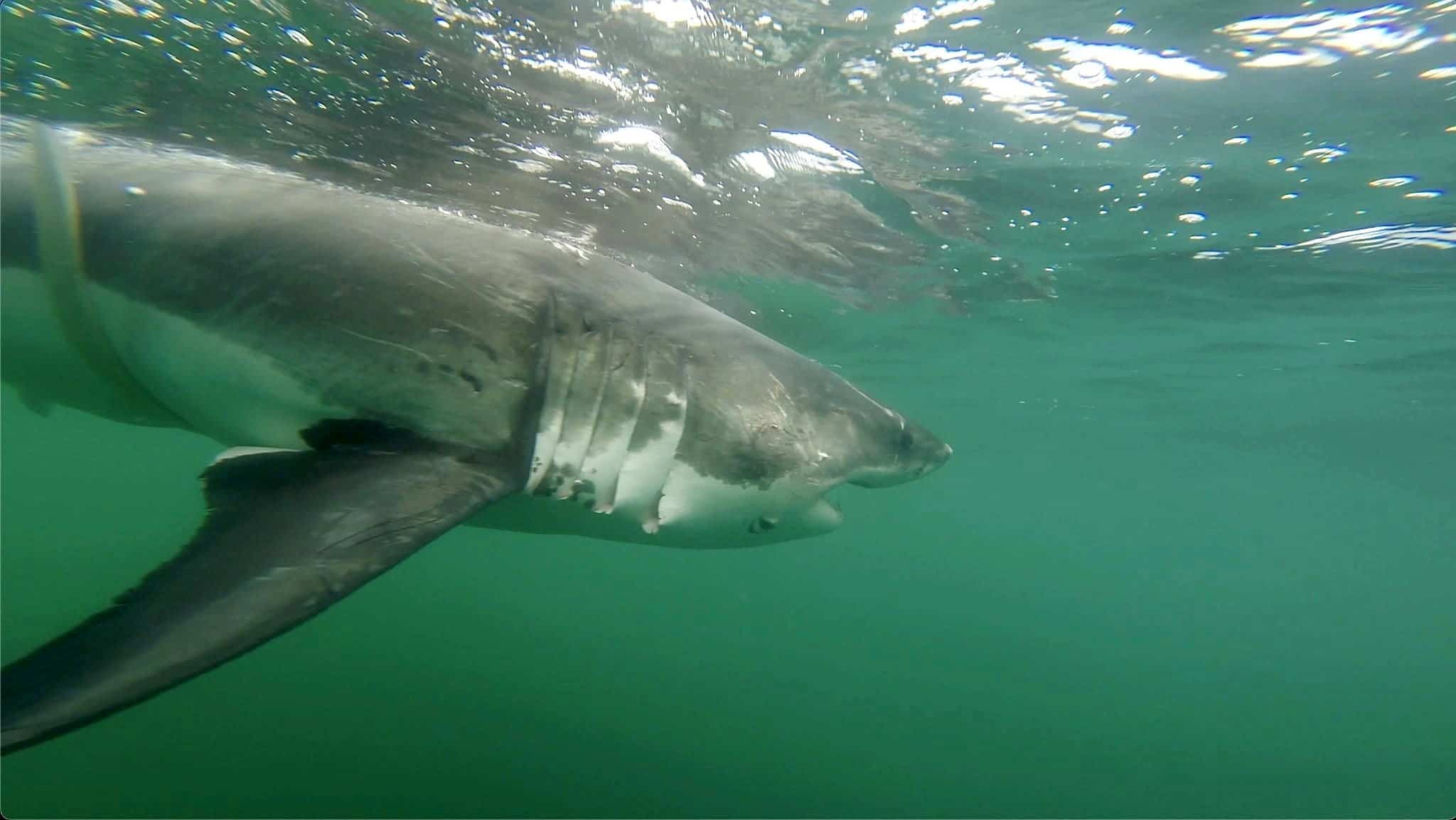 11 requins blancs répertoriés dans le golfe du Saint-Laurent: «Une bonne nouvelle» selon une experte