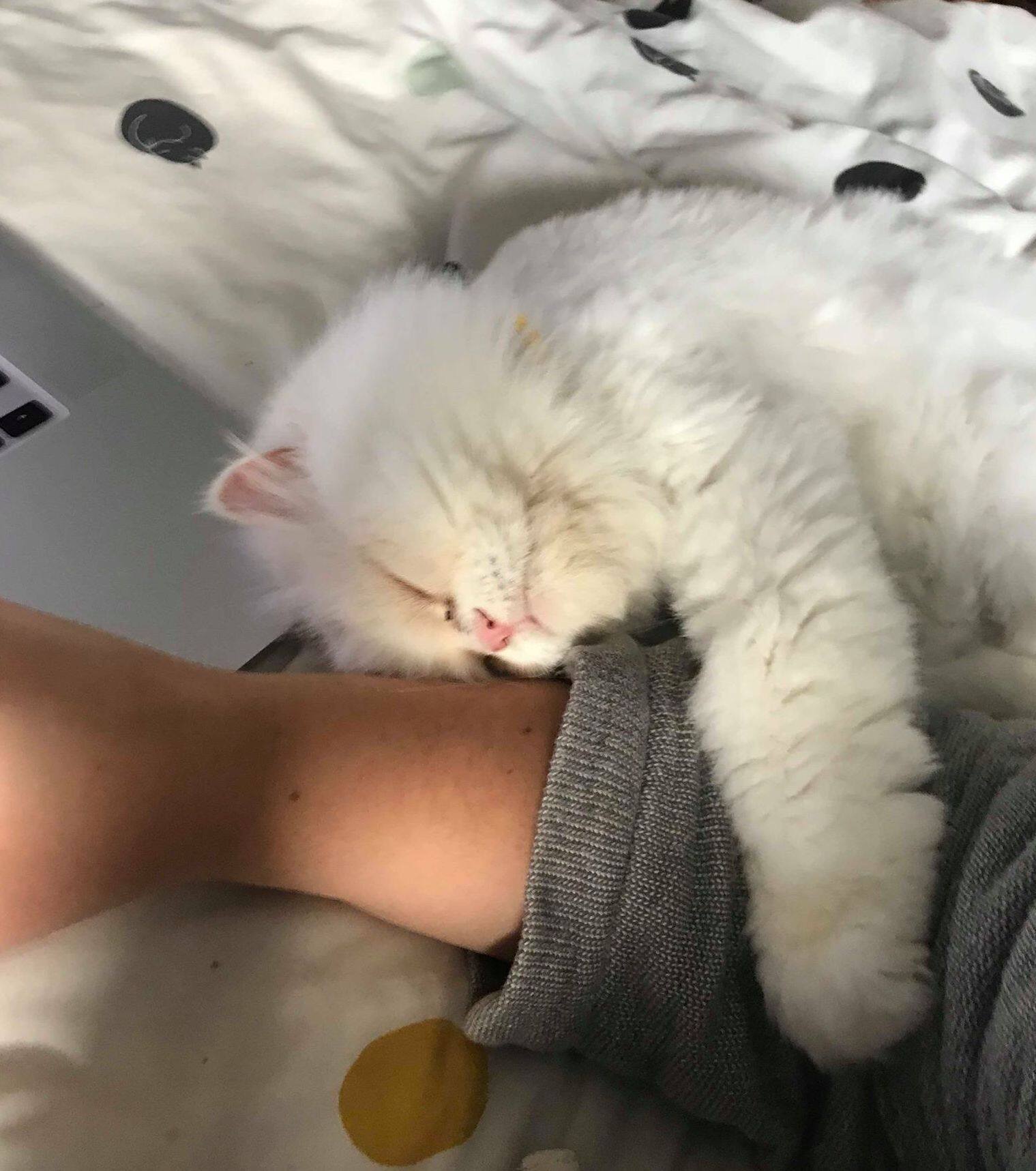 La Fois Où Jai Retrouvé Mon Chat Porté Disparu Depuis 7