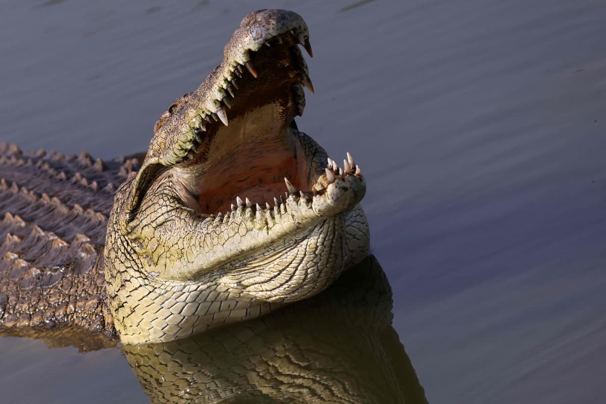 Un enfant de 3 ans se retrouve dans l’enclos des crocodiles dans un zoo: un homme soupçonné de tentative de meurtre