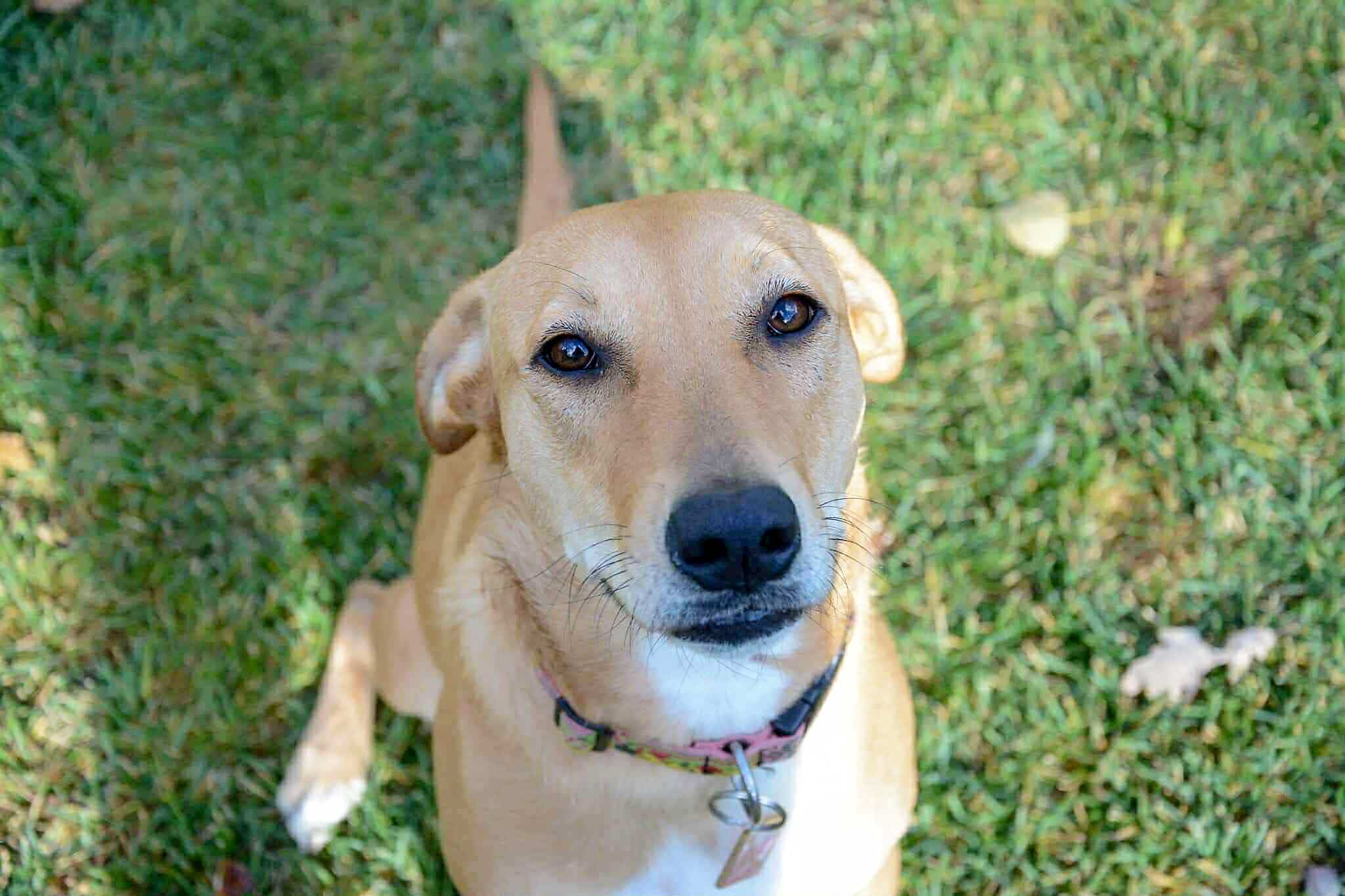 Les chiens clignent des yeux pour imiter leurs maîtres, soutient une étude