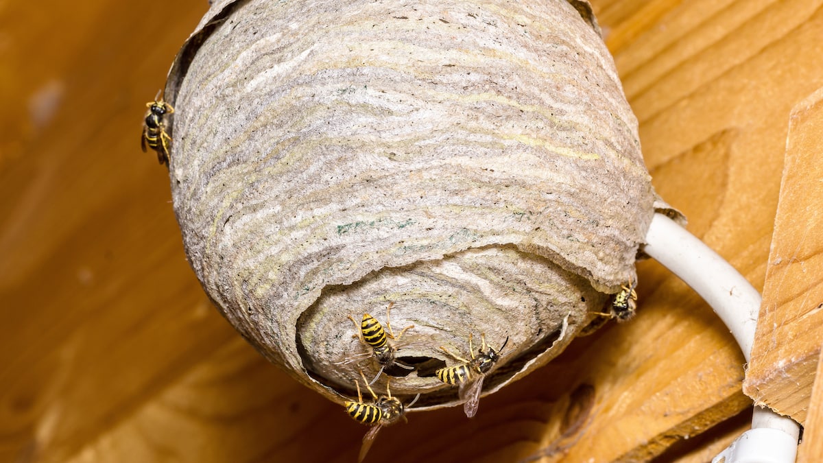 Des nids de guêpes gros comme des pastèques cachés dans les maisons
