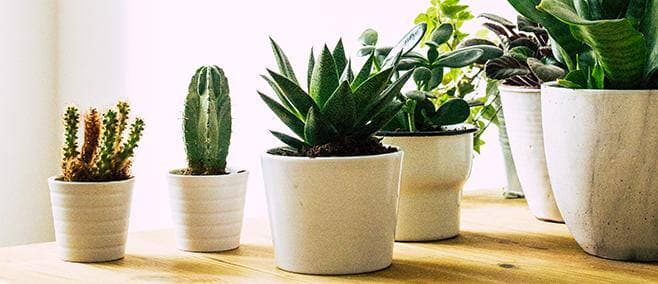 6 plantes d’intérieur faciles d’entretien!