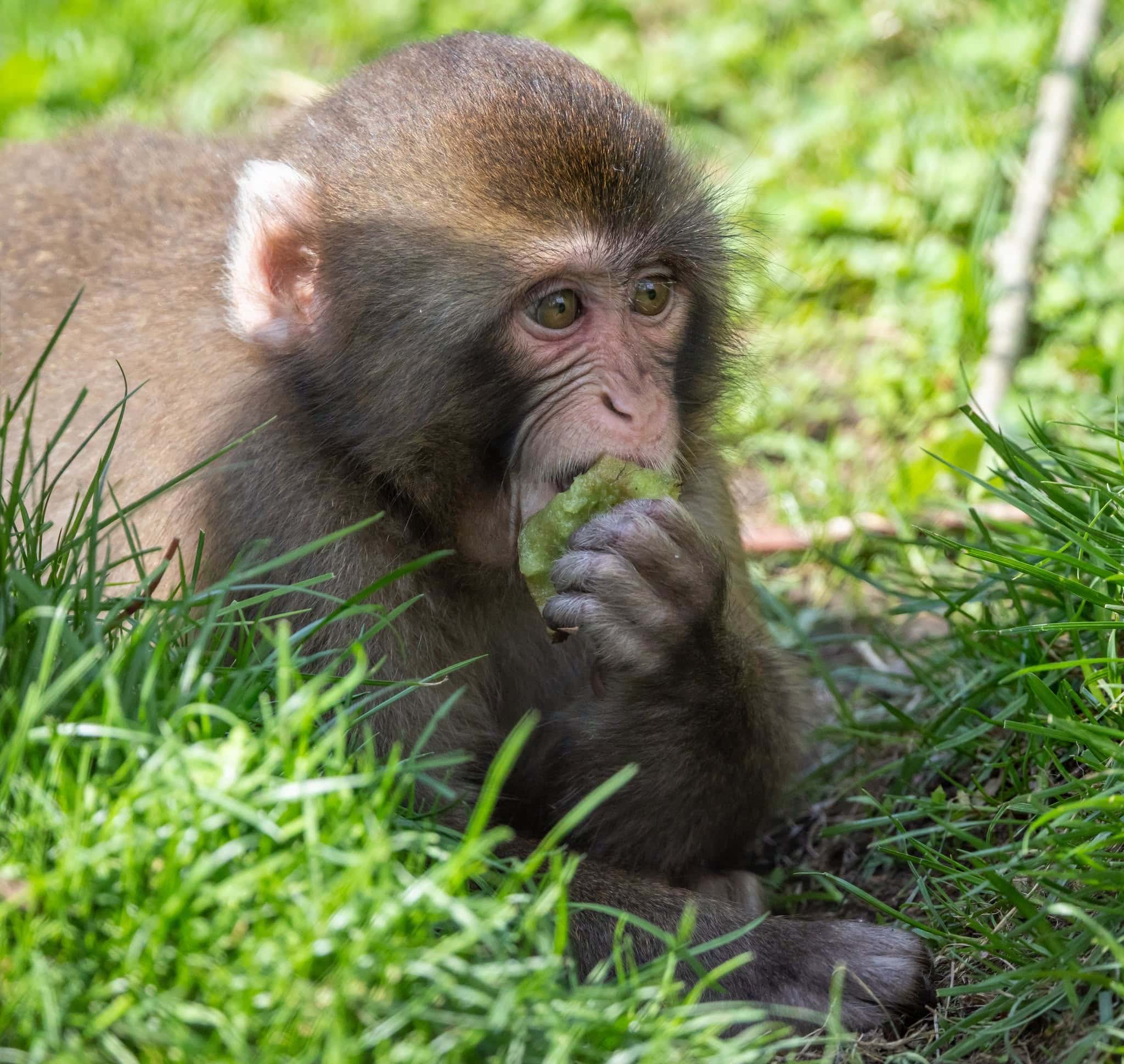 Zoo de Granby: La santé publique met en garde en raison de visiteurs qui auraient été en contact avec un macaque