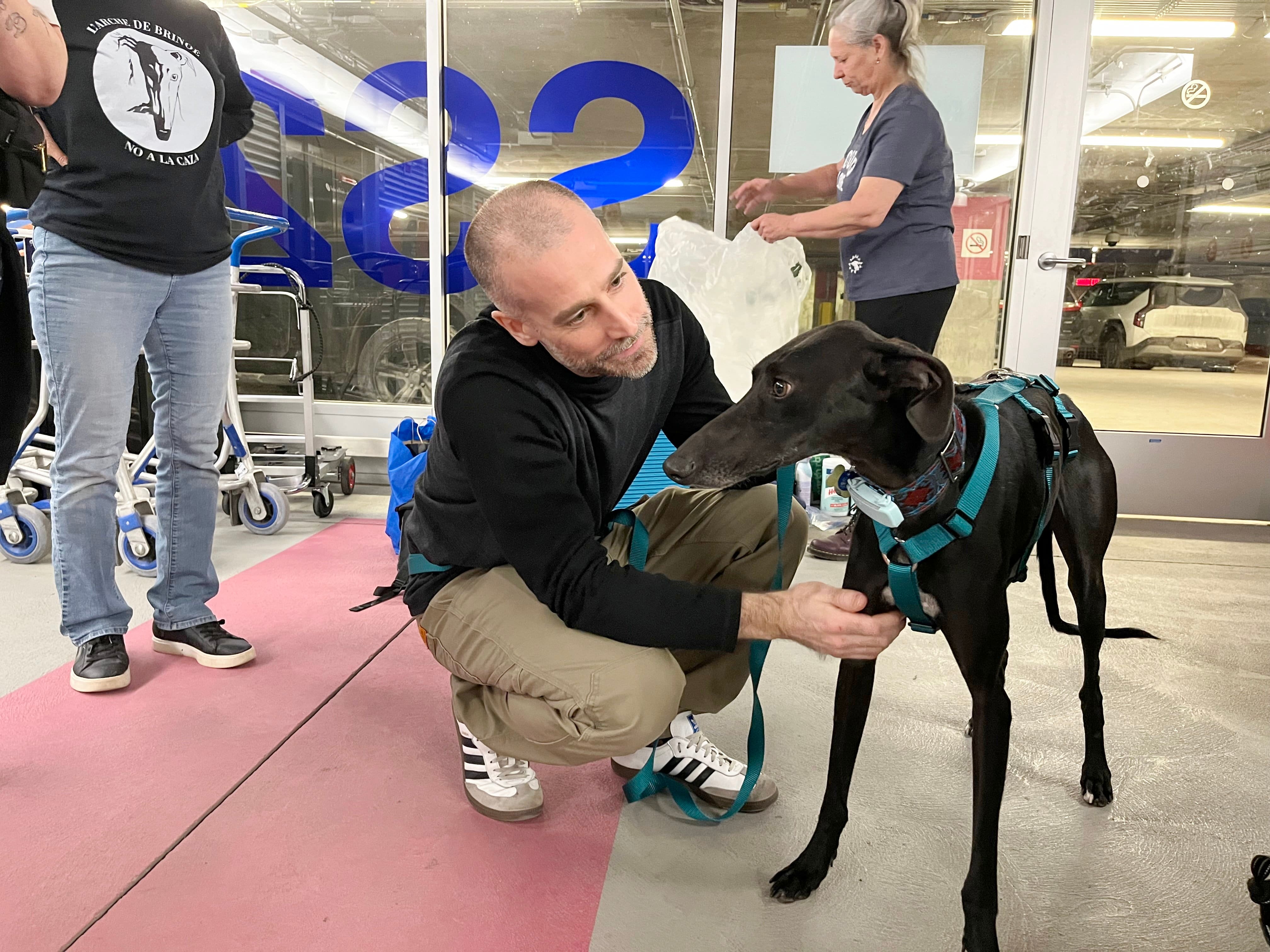«Chaque arrivée est une victoire»: des chiens de race Galgo en provenance d'Espagne adoptés chaque mois au Québec