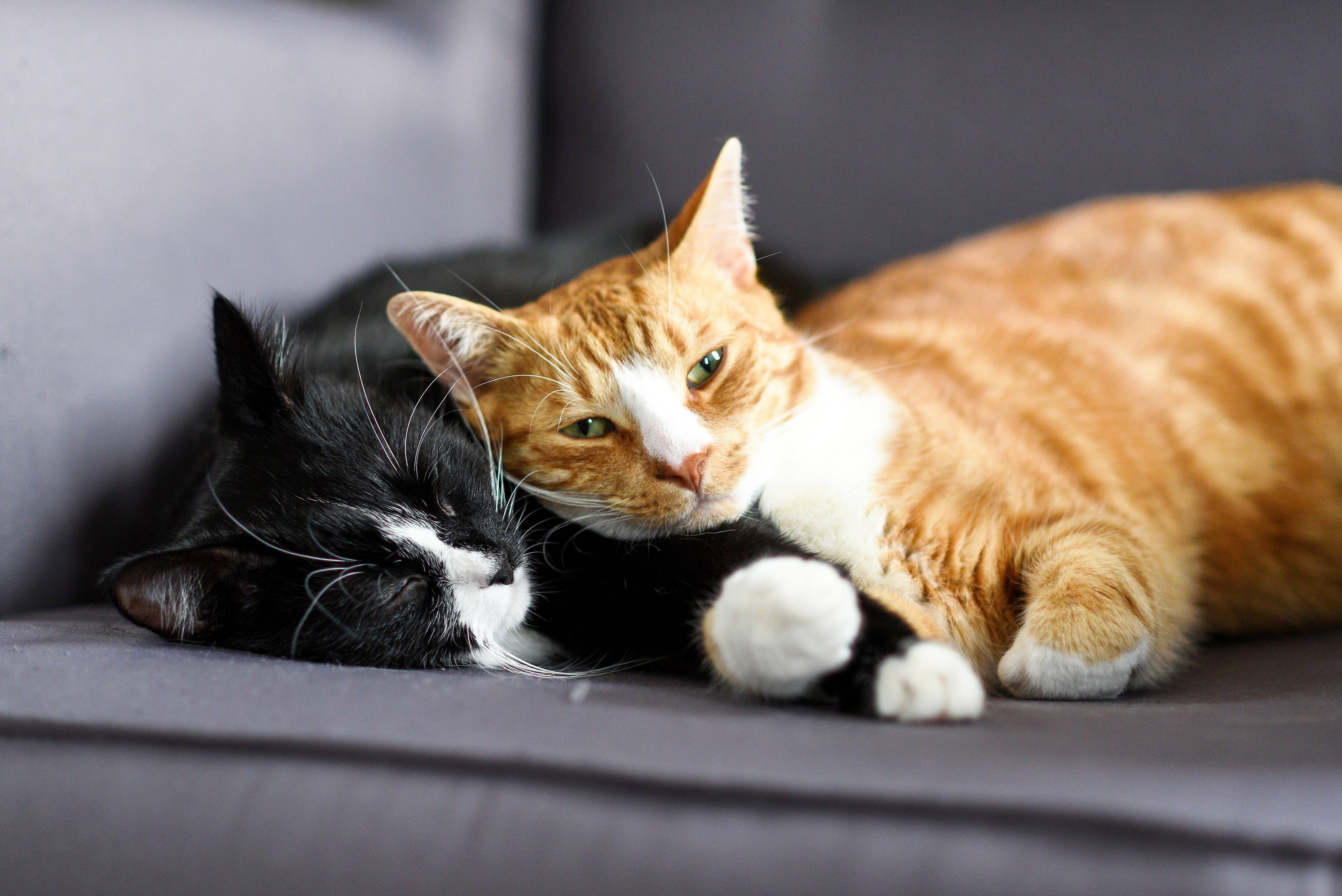 Niño feliz con perro