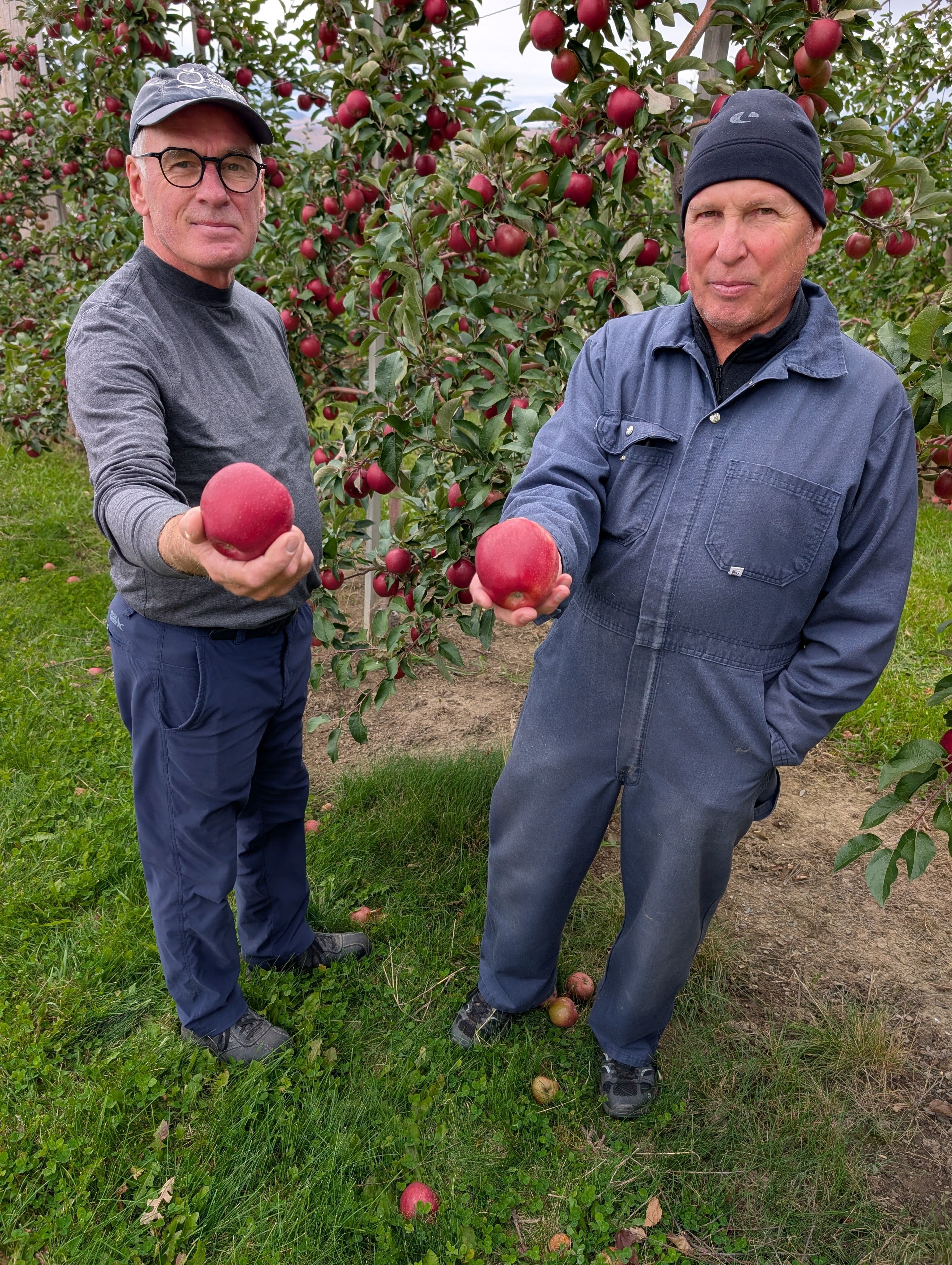 Après plus de 20 ans de développement, la pomme Orléans fera son entrée dans les supermarchés Metro du Québec le 15 octobre. Sur la photo, François Turcotte, copropriétaire des Vergers Turcotte à Sainte-Famille-de-l’île-d’Orléans, et l’hybrideur de la pomme Orléans, Serge Mantha, agronome.