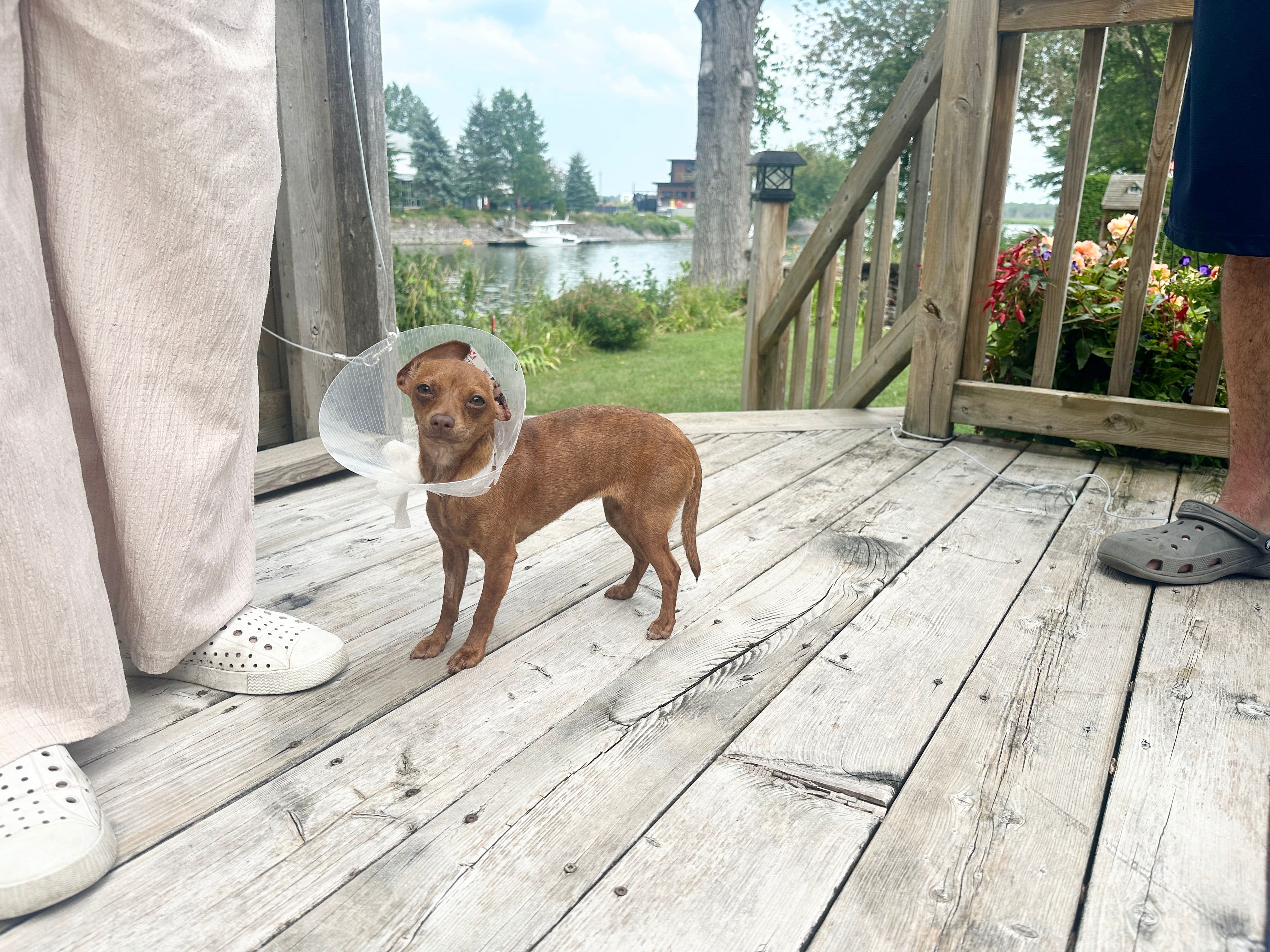 Kaly est beaucoup plus craintive depuis qu’elle a été attaquée par une pitbull.