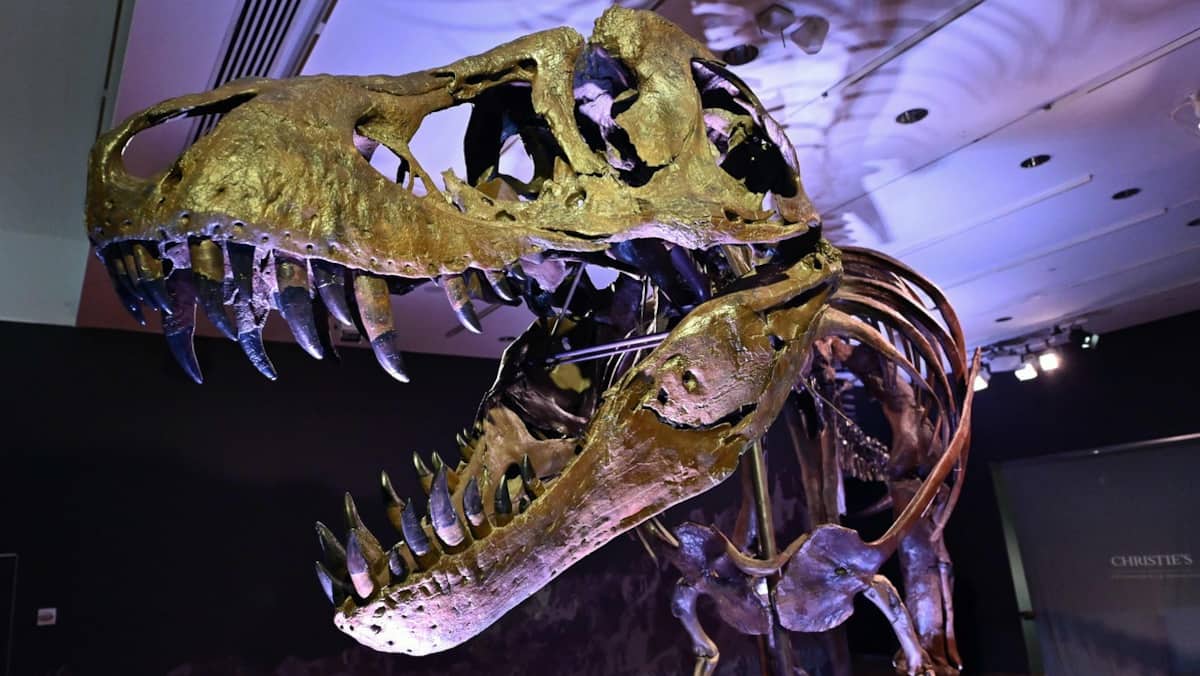 Uno studio ha scoperto che i T-Rex adolescenti respingono le specie di dinosauri più piccole Uno studio ha scoperto che i T-Rex adolescenti respingono le specie di dinosauri più piccole