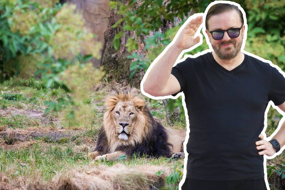 Image principale de l'article Un zoo refuse le corps de Ricky Gervais